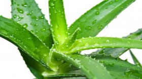 ALOE VERA: Θετική επίδραση της Αλόης ναι… στην απώλεια βάρους όμως όχι..